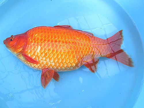和金 34cm Fish Landの通販にお任せ 金魚 熱帯魚をご自宅へお届けします