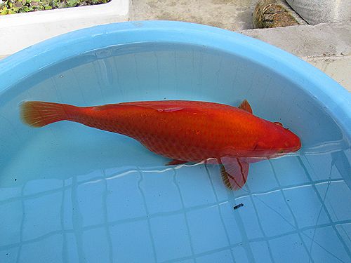 和金 36cm Fish Landの通販にお任せ 金魚 熱帯魚をご自宅へお届けします
