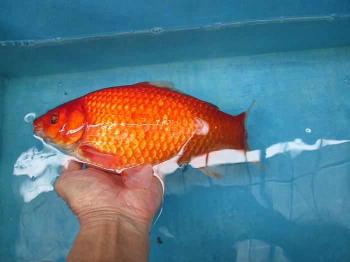 和金 オス 29cm Fish Landの通販にお任せ 金魚 熱帯魚をご自宅へお届けします