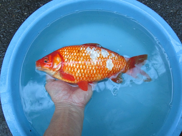 サラサ和金 フナ尾 27 5cm Fish Landの通販にお任せ 金魚 熱帯魚をご自宅へお届けします