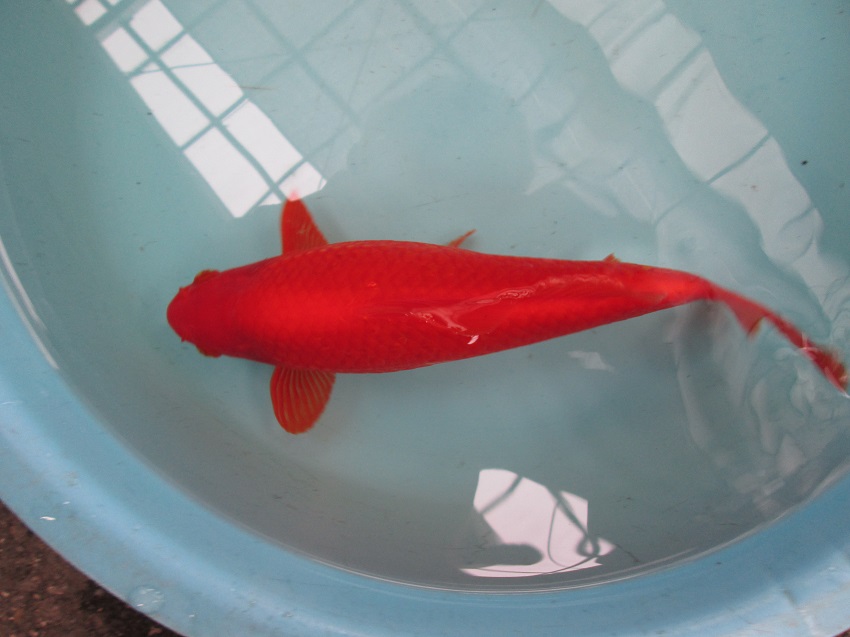 和金 フナ尾 素赤 26cm Fish Landの通販にお任せ 金魚 熱帯魚をご自宅へお届けします