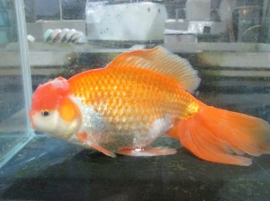 1615 ジャンボオランダ 34cm Fish Landの通販にお任せ 金魚 熱帯魚をご自宅へお届けします